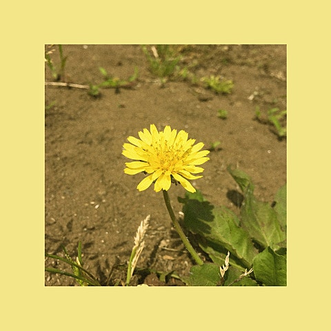 민들레 (Single Ver.)