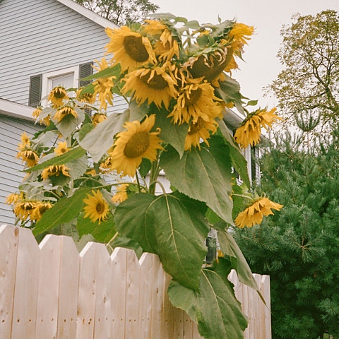 첫사랑 (Feat.SOLE(쏠))