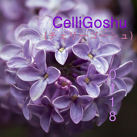 ライラック ("忘却バッテリー"OP)